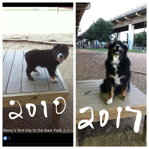 Remy at the Bark Park in Dallas